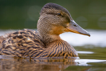 A beautiful, curious young duckling swimming in the river during summer day. A typical seasonal scenery of wild birds in Latvia, Europe.
