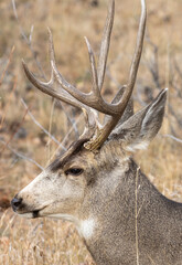 Mule Deer Buck During the Rut in Autumn in Colorado