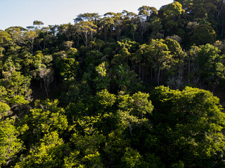 dense green forest pau brasil in daylight.