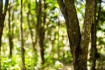 Fototapeta premium dense green forest pau brasil in daylight.