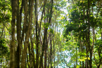 Obraz premium dense green forest pau brasil in daylight.