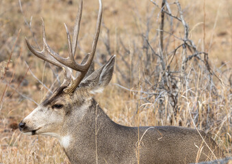Mule Deer Buck During the Rut in Autumn in Colorado