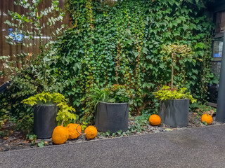 Fototapeta premium Orange pumpkins in decorative autumn garden bed by path, Halloween 