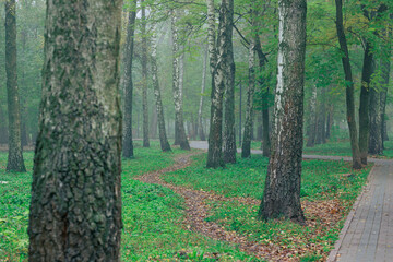birch trees park landscape scenic view misty morning majestic atmospheric idyllic environment