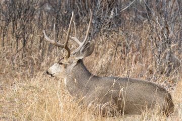 Mule Deer Buck During the Rut in Autumn in Colorado