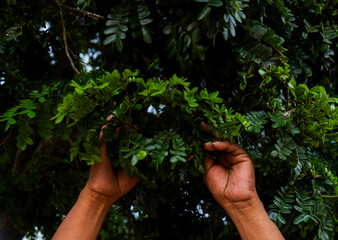 Indigenous Man Holding Tree Branches Pau Brasil Tree and Plant