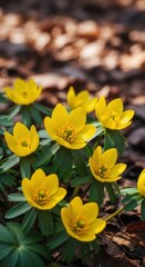 Obraz premium Bright yellow winter aconite flowers blooming in forest floor