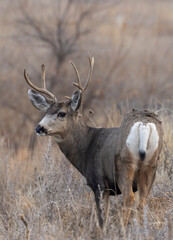 Mule Deer Buck During the Rut in Autumn in Colorado