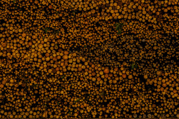 Massive stack of cut logs outdoors, representing forestry production and raw material processing.