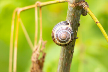 A beautiful small garden snail resting on the stalk of a plant. Seasonal summer scenery in garden in Latvia, Europe. © dachux21