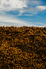 Massive stack of cut logs outdoors, representing forestry production and raw material processing.