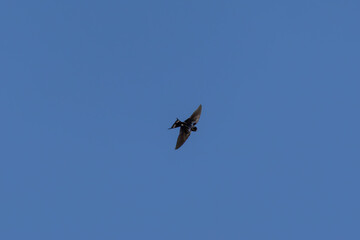 Schwalbe im Flug