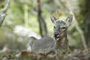 Obraz premium male roe deer