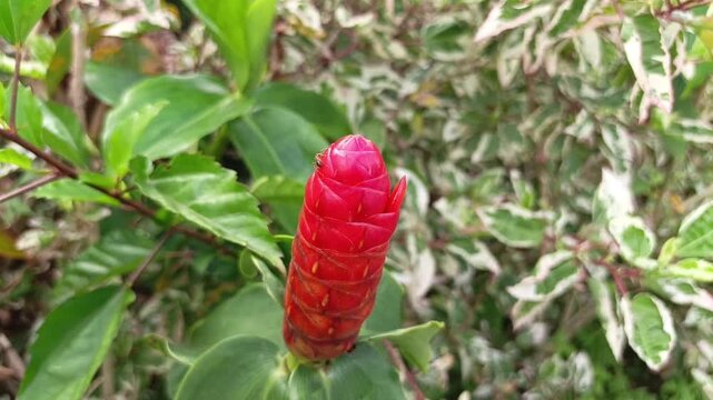 Close up of a vibrant red ginger flower bud in a lush tropical garden. Perfect for nature, travel, and botany concepts.