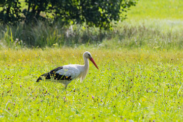 Storch auf der Wiese