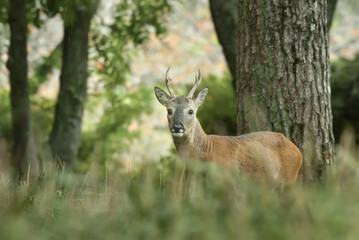 male roe deer