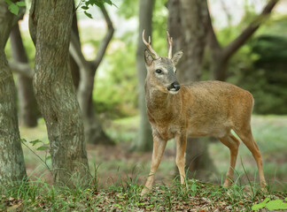 male roe deer