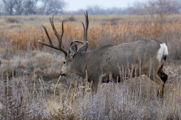 Mule Deer Buck During the Rut in Autumn in Colorado