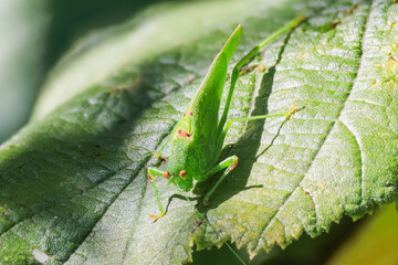 Heuchpferd