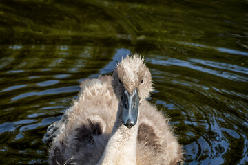 Juvenile mute swan displaying transitional plumage in freshwater pond.