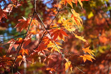 滋賀県　鶏足寺の紅葉の風景