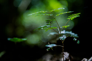 Young seedling growing on the forest floor under natural sunlight