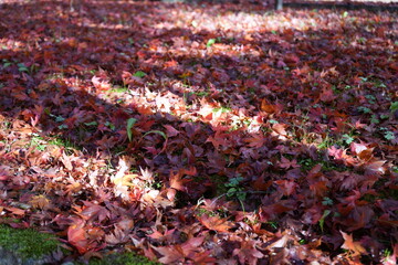 滋賀県　鶏足寺の紅葉の風景