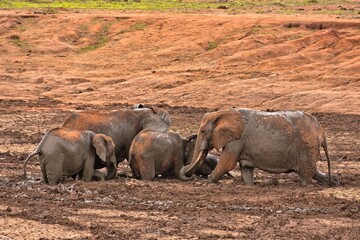 herd of elephants in mud