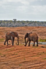 Elephant ready to fight. Kenya, Tsavo East Nationak Park in Africa