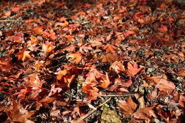 滋賀県　鶏足寺の紅葉の風景