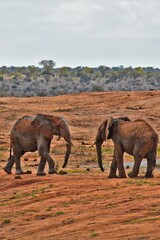 Two elephants in Savannah, Africa