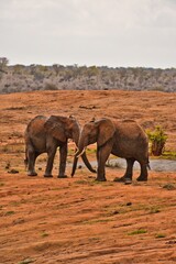 Elephants Hug Each Other With Their Trunks