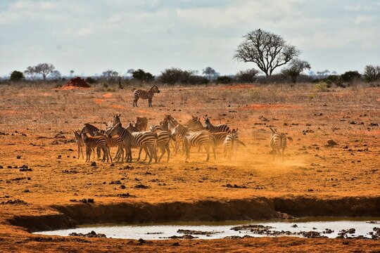 Zebra Herd Landscape - Scenic Wildlife Landscape with Zebras Grazing in Natural Habitat