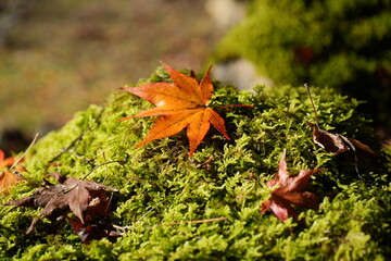 滋賀県　鶏足寺の紅葉の風景