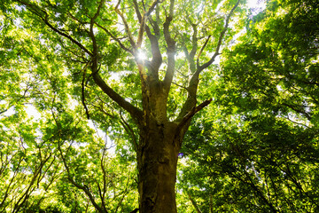 Sunlight shining through tall trees inside a dense forest.