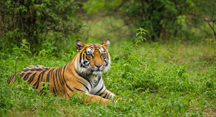 Obraz premium Powerful Wild Indian Tiger Male Rests in Lush Green Habitat During First Monsoon Rains