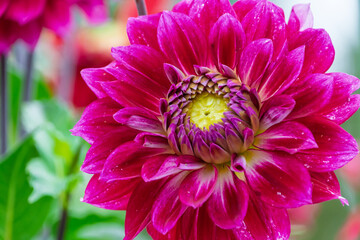 満開に咲いた鮮やかな紫色のダリアの花