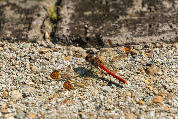 秋の陽射しを浴びて地面で休む赤とんぼ