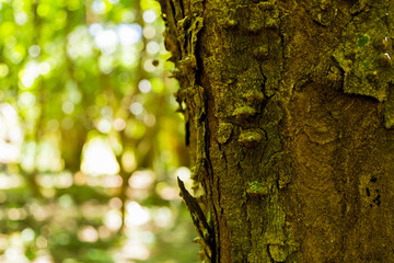 Sunlight shining through tall trees inside a dense forest.