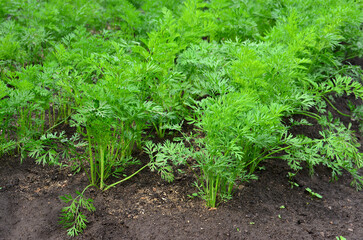 green Carrot seedlings Growing in a Garden