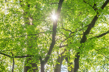 長野県南牧村の森で新緑の葉を通して差し込む木漏れ日（逆光）
