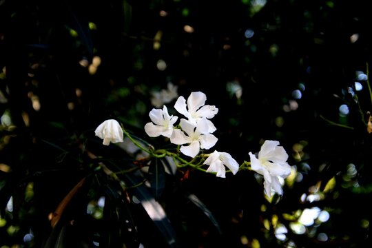 planta flor espirradeira - nerium oleander