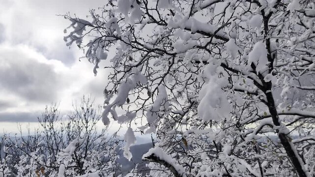 La neve sugli alberi in montagna