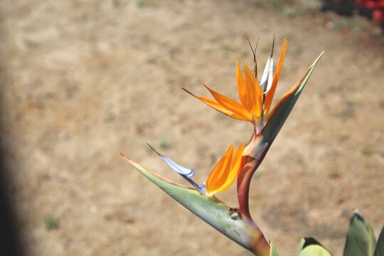 planta flor estrelicia - strelitzia reginae 
