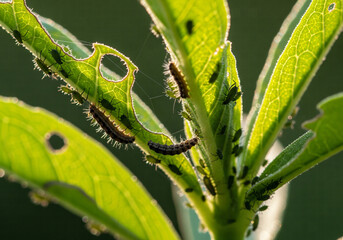 Extreme close-up of plant stem and leaves eaten by caterpillars and infested with green aphids