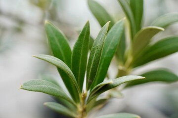 Close-Up of Olive Leaves – Mediterranean Botanical Texture and Nature Detail