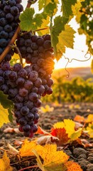 Fototapeta premium Ripe dark grapes on vine at sunset in vineyard