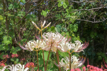 初秋の森に咲く珍しい白い彼岸花と赤い花