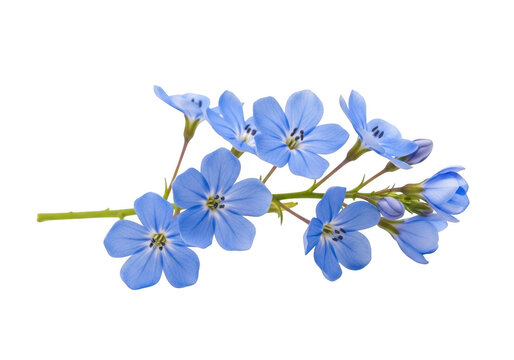 Delicate blue flowers on a dark background