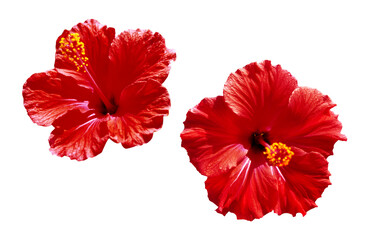 Hibiscus flower